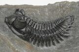 Coltraneia Trilobite Fossil - Huge Faceted Eyes #216510-1